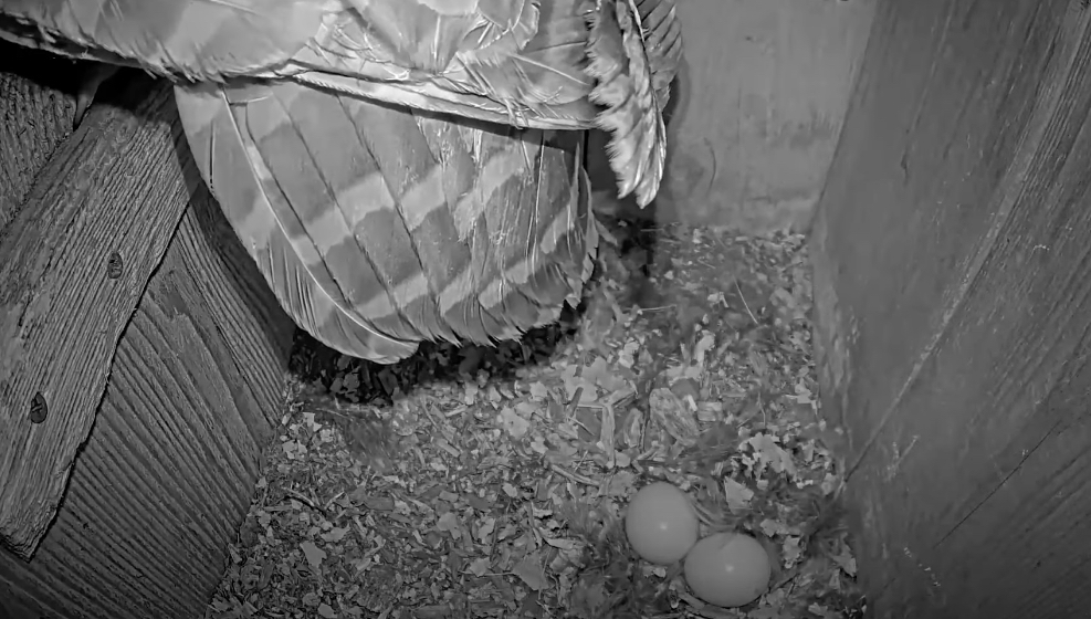 Tap to watch the Barred Owl reveal the second egg of the 2024 breeding season.